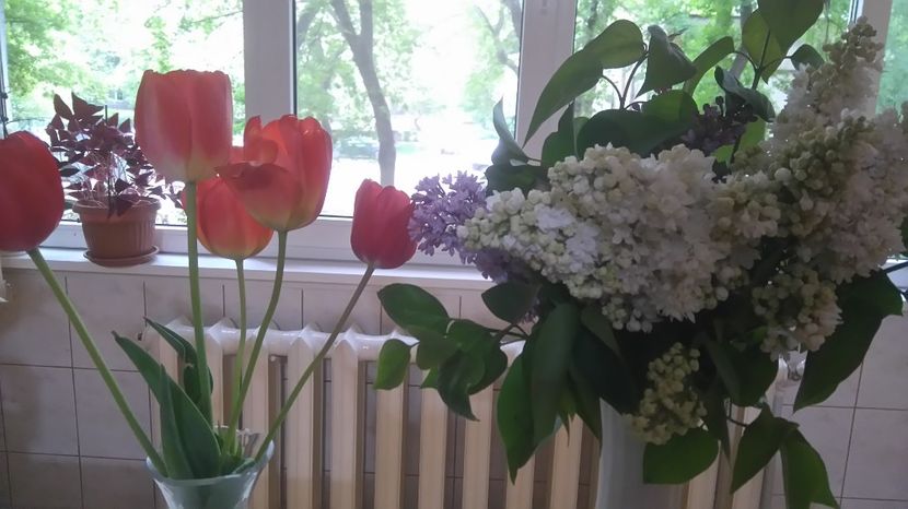  - Gradina flori 2017