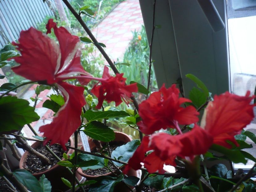 P1310571 - El capitolio