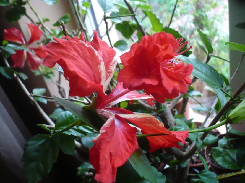 P1310570 - HIBISCUSI 2017-1