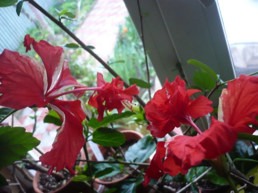 P1310572 - HIBISCUSI 2017-1