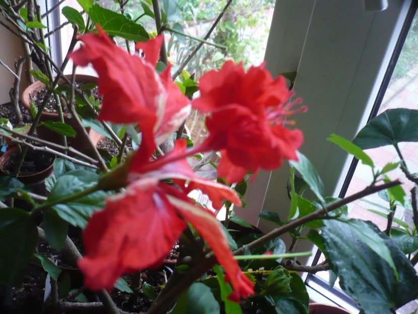 P1310573 - HIBISCUSI 2017-1