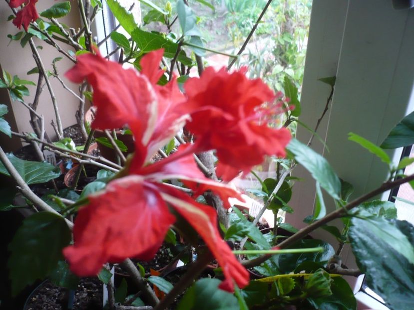 P1310574 - HIBISCUSI 2017-1