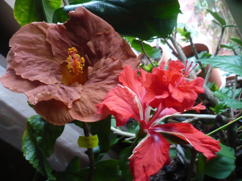 P1310577 - HIBISCUSI 2017-1