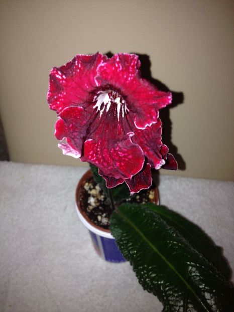 image - streptocarpusi 2017