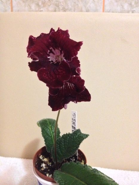 image - streptocarpusi 2017