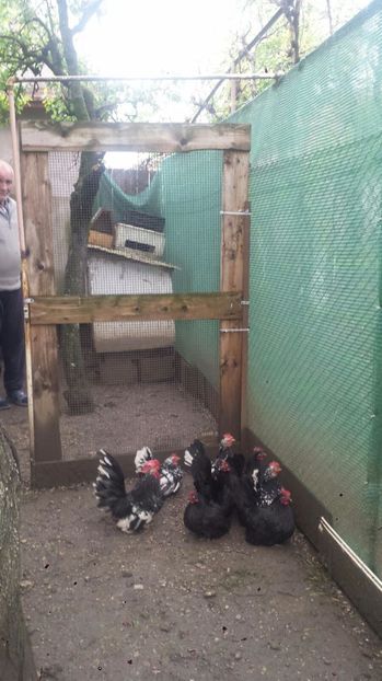 IMG-20170419-WA0005 - Poze chabo de vanzare