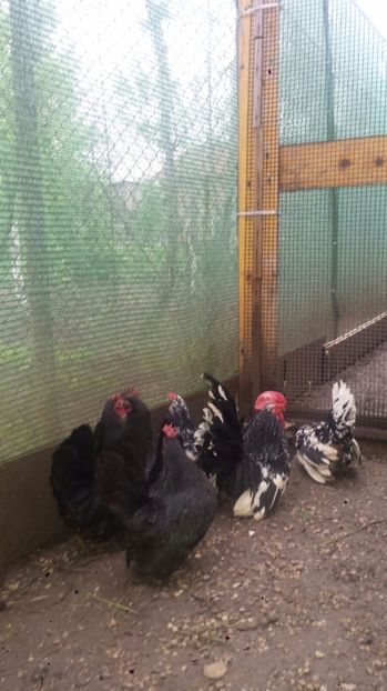 IMG-20170419-WA0003 - Poze chabo de vanzare