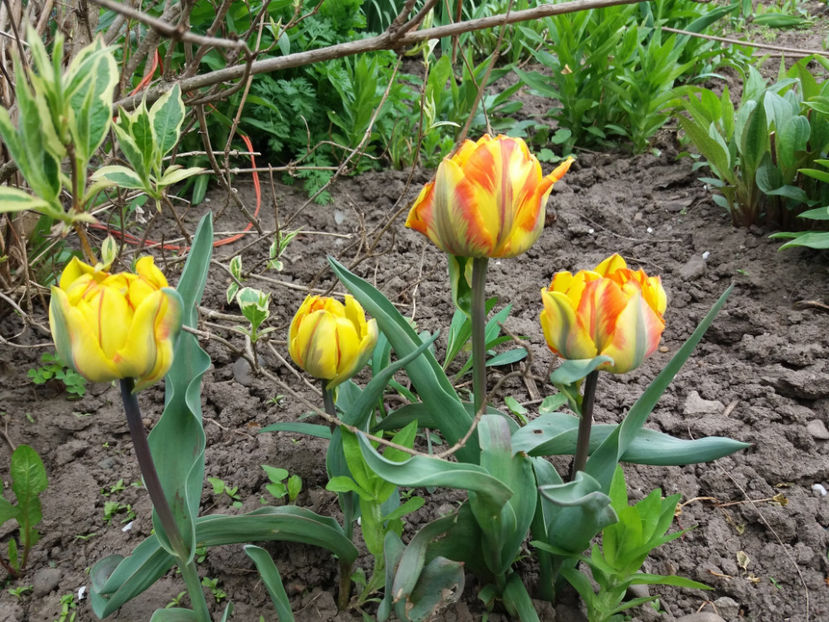 Picture 077 - Un nou inceput -2017