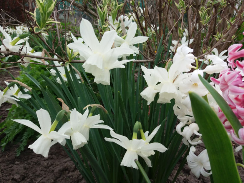 Picture 071 - Un nou inceput -2017