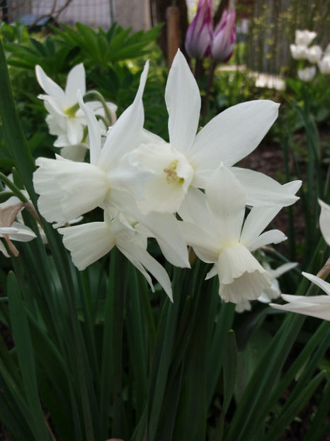 Picture 085 - Un nou inceput -2017