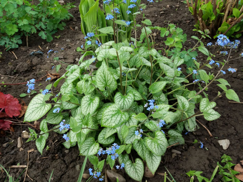 Picture 088 - Un nou inceput -2017