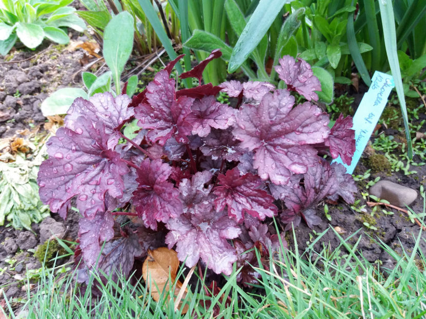 Picture 092 - Un nou inceput -2017