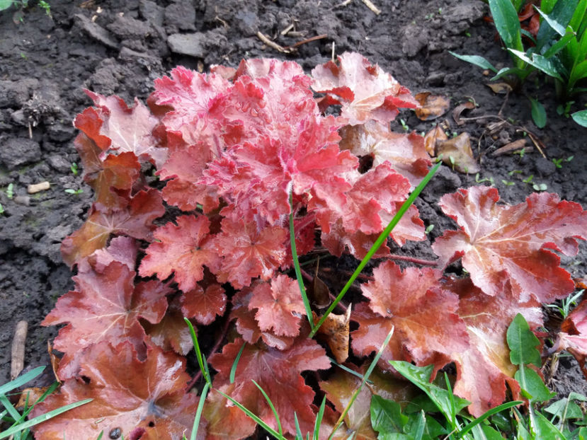 Picture 093 - Un nou inceput -2017