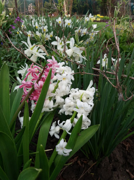 Picture 103 - Un nou inceput -2017