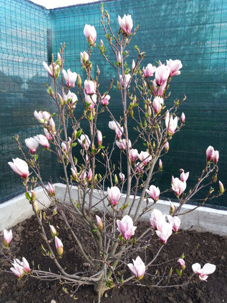 Picture 111 - Un nou inceput -2017