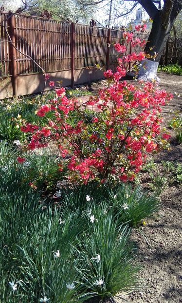 Gutui japonez(Chaenomeles japonica) - 2017 gradina mea de la tara