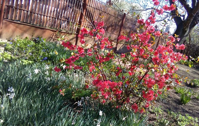 Gutui japonez(Chaenomeles japonica) inconjurata de narcise - 2017 gradina mea de la tara