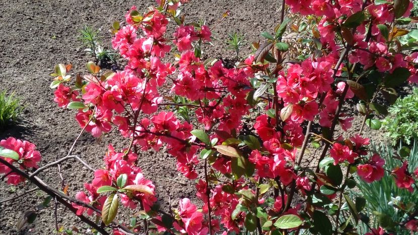 Gutui japonez(Chaenomeles japonica) - 2017 gradina mea de la tara