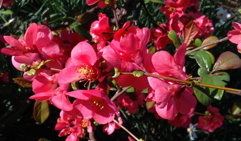 Gutui japonez(Chaenomeles japonica) - 2017 gradina mea de la tara