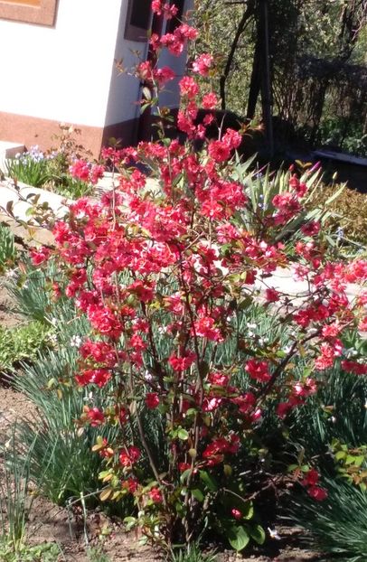 Gutui japonez(Chaenomeles japonica) - 2017 gradina mea de la tara