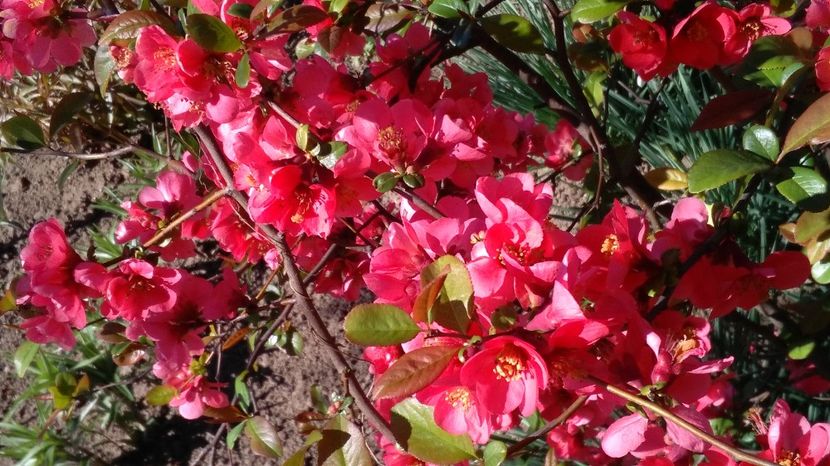 Gutui japonez(Chaenomeles japonica) - 2017 gradina mea de la tara