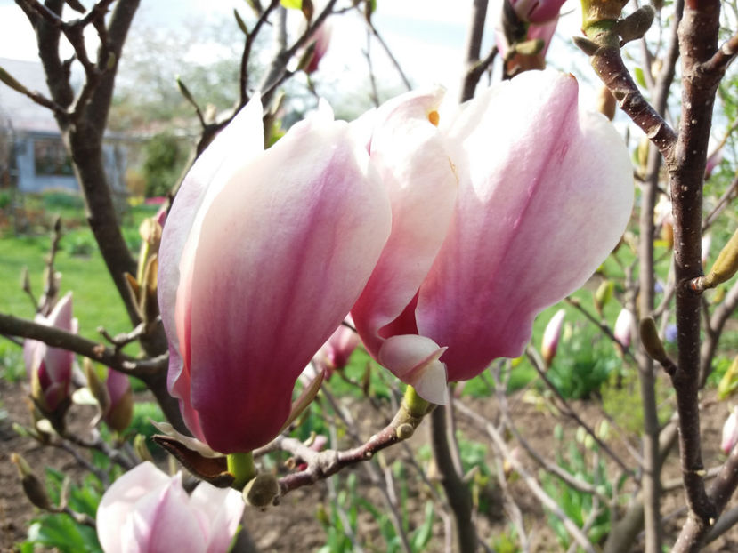 Picture 122 - Un nou inceput -2017