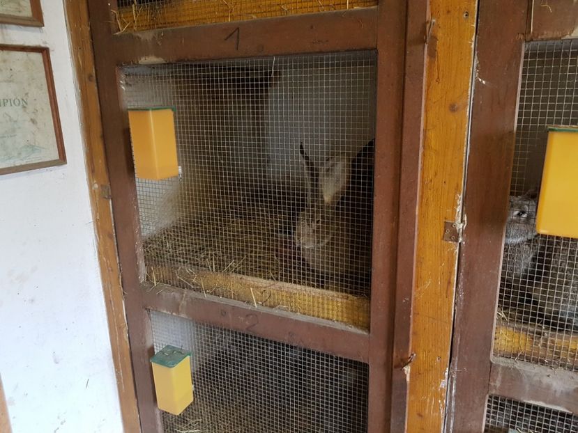  - Knoll Franz - Austria