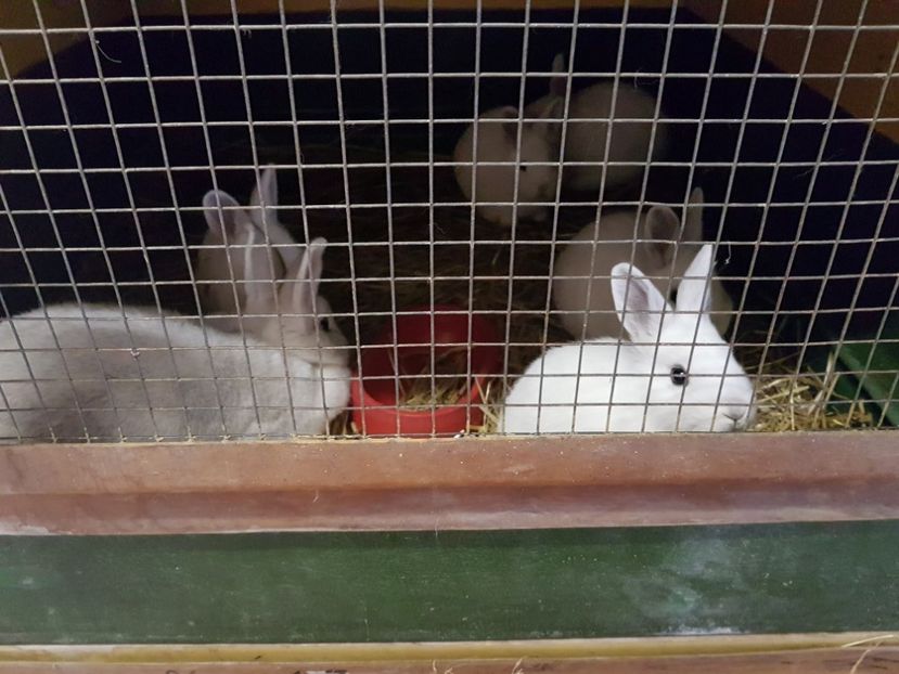  - Knoll Franz - Austria