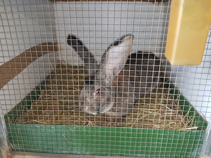  - Knoll Franz - Austria