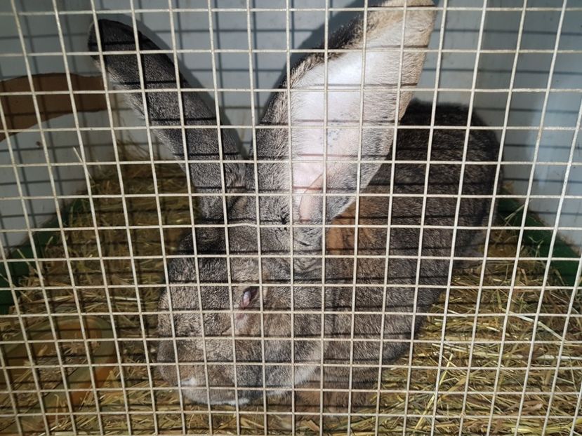  - Knoll Franz - Austria