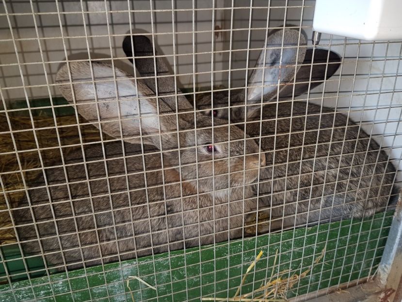  - Knoll Franz - Austria