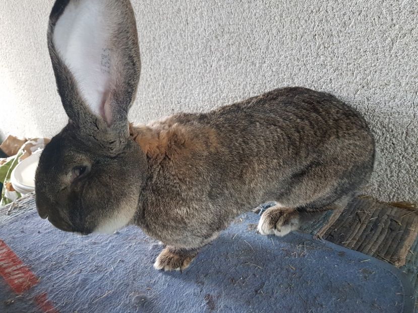 Campionul lui! - Knoll Franz - Austria