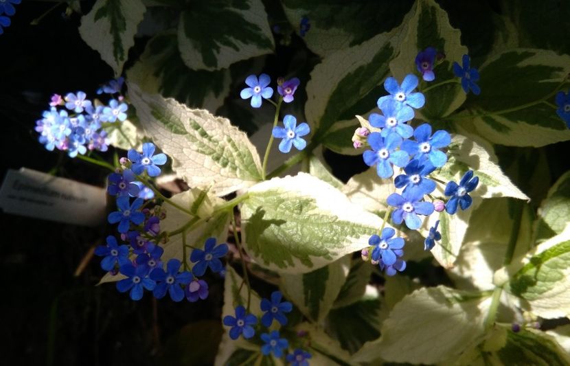  - 2017 heuchera heucherella brunnera