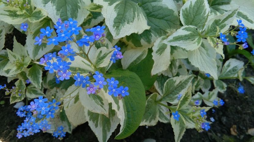 Brunnera macrophylla 'Variegata' - 2017 heuchera heucherella brunnera