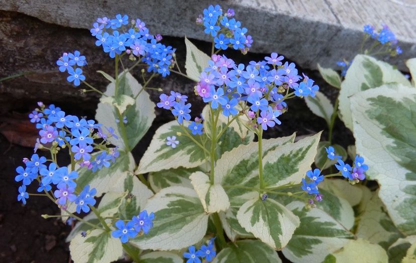  - 2017 heuchera heucherella brunnera