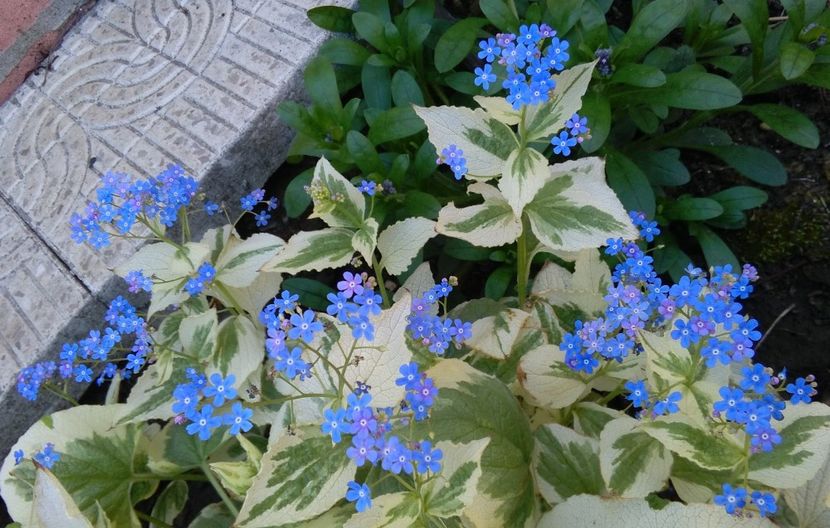  - 2017 heuchera heucherella brunnera