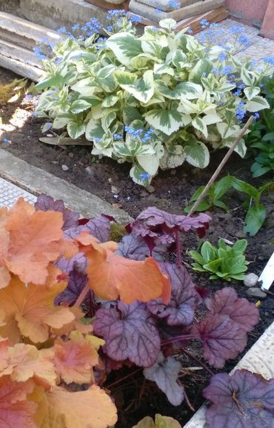 Brunnera macrophylla 'Variegata'+ heuchera (caramel+ - 2017 heuchera heucherella brunnera
