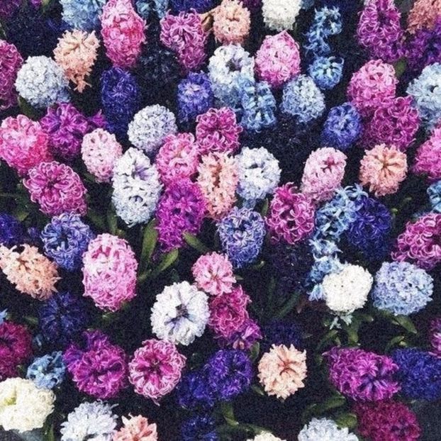 « H Y A C I N T H S | for ❀tsunamix✔ - as free as the ocean