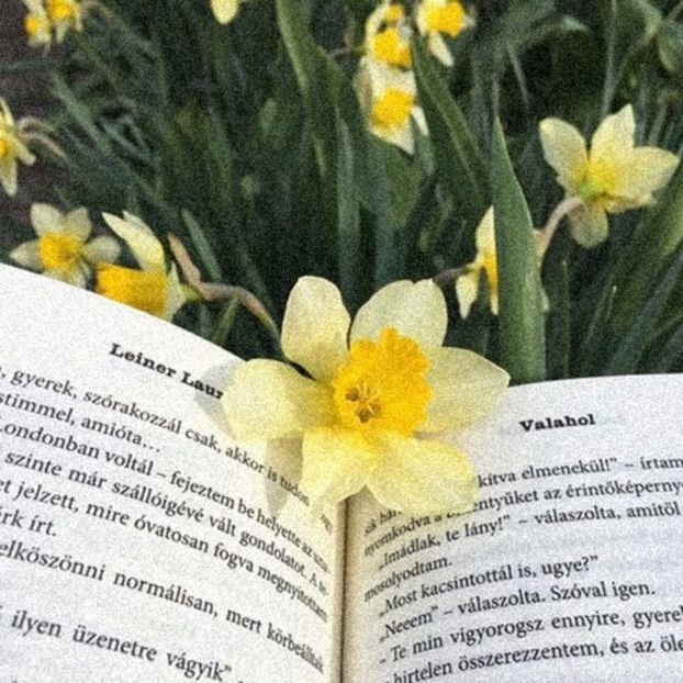 « D A F F O D I L S | for ❀Thunderstruck✔ - as free as the ocean