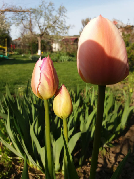 Picture 011 - Un nou inceput -2017