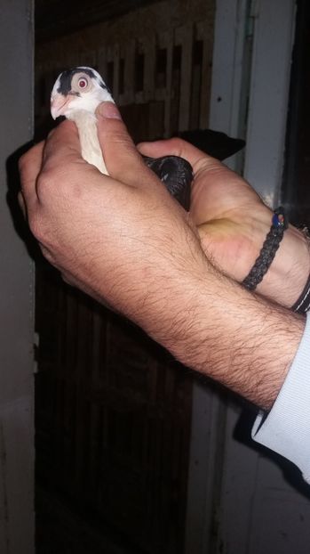 Femela 16 - Poze noi 2017