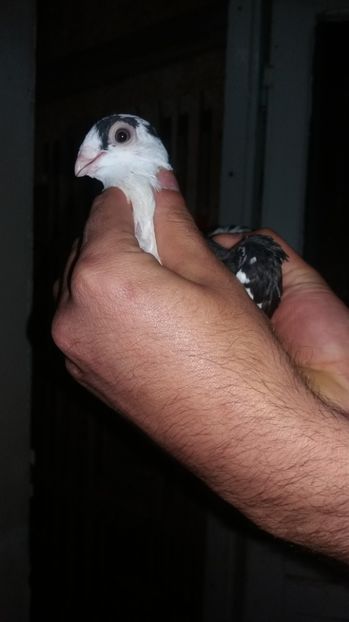 Pui 17 - Poze noi 2017