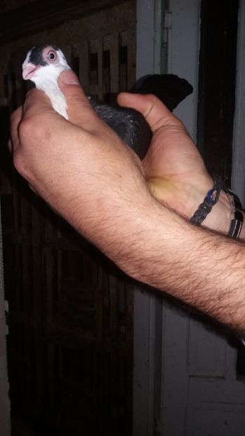 Pui 17 - Poze noi 2017