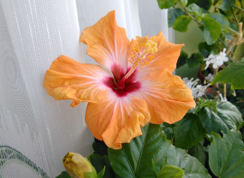 10.04 - Hibiscusi 2017 - 2018