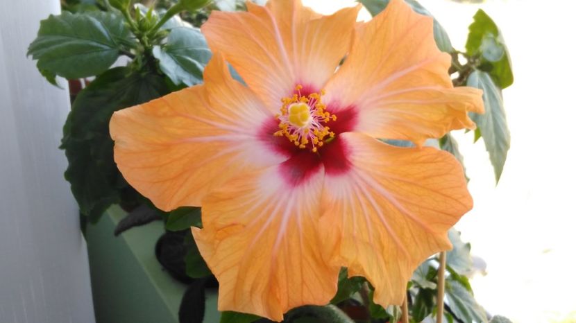 15.04 - Hibiscusi 2017 - 2018