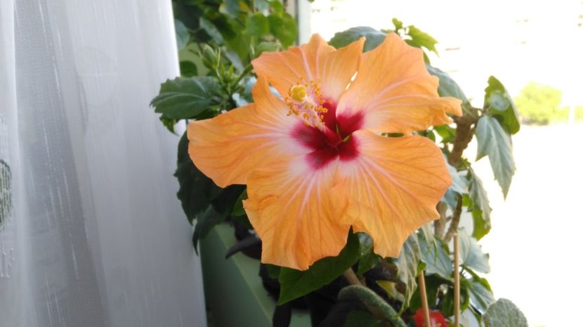  - Hibiscusi 2017 - 2018