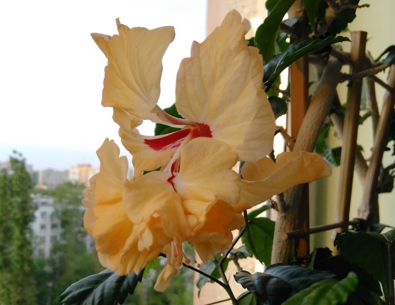 16.04 - Hibiscusi 2017 - 2018