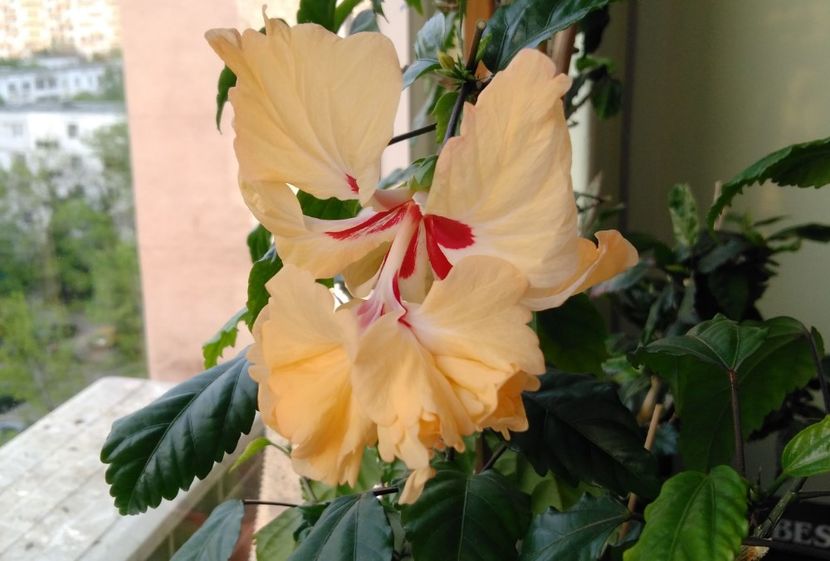  - Hibiscusi 2017 - 2018