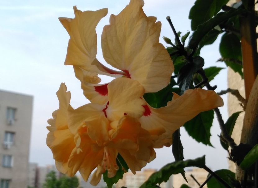  - Hibiscusi 2017 - 2018