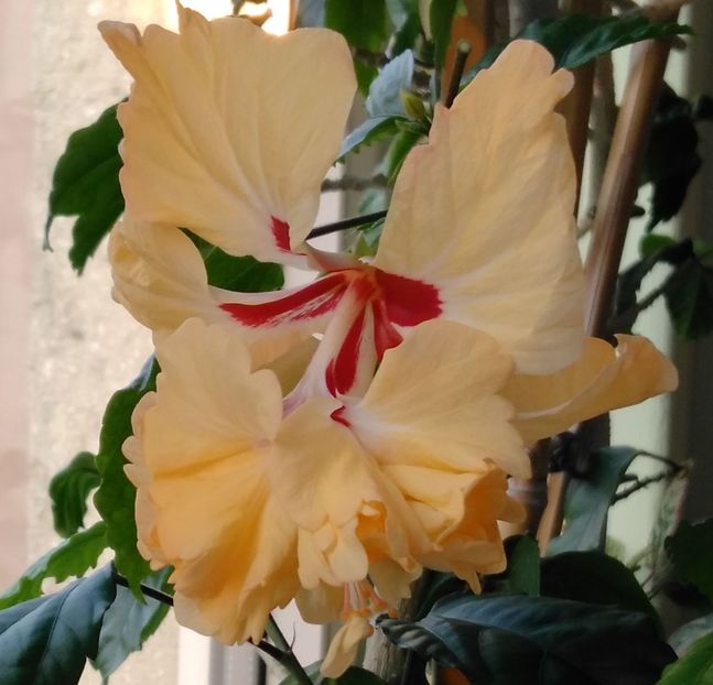  - Hibiscusi 2017 - 2018